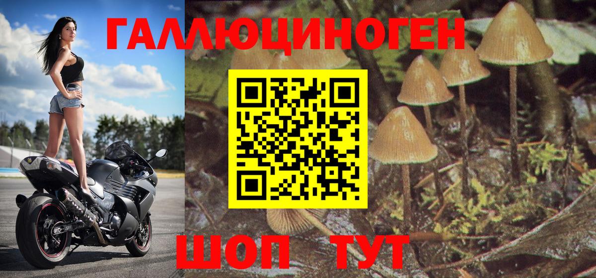 Псилоцибиновые грибы Psilocybine cubensis Сорочинск